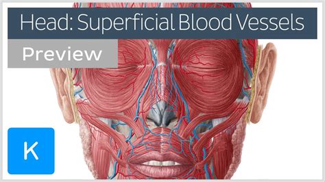 Superficial Arteries And Veins Of The Head Preview Human Anatomy