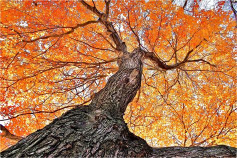 Autumn Tree A Different Perspective Micspics444 Flickr
