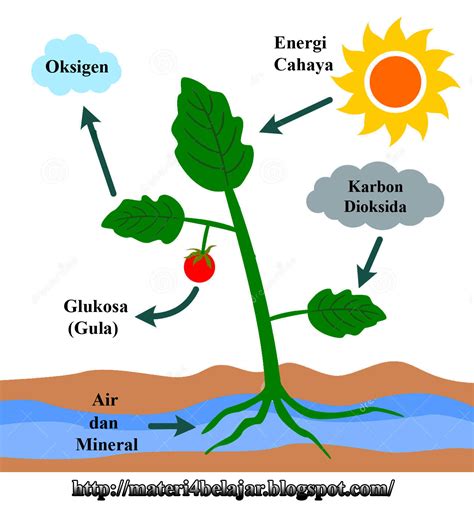 Fotosintesis Pada Tumbuhan Menghasilkan Homecare24