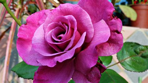 This rose is pink with green undertones. Big purple rose wallpapers and images - wallpapers ...