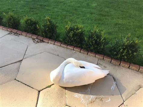 Swan Crash Lands In Womans Garden As She Went ‘to Hang Her Washing Out Guernsey Press