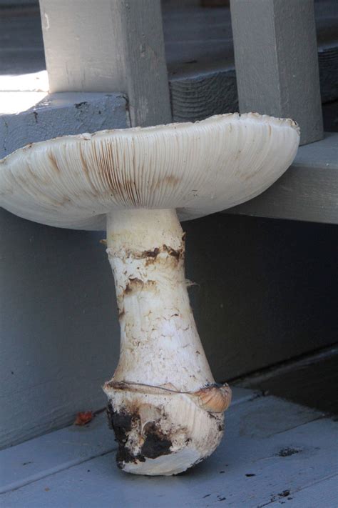 Id On Giant White Capped Amanita Mushroom Hunting And Identification