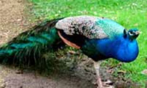 طاووس در فرهنگ و ادب فارسي 2