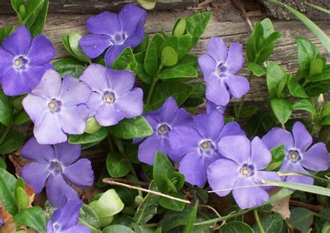 Lesser Periwinkle Myrtle Vinca Minor Growing And Care Guide For Gardeners