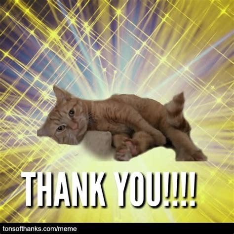 It can also become a way thank you memes that feature cats! 51 Nice Thank You Memes With Cats