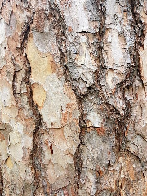 Tree Bark Close Up Madera Textura Texturas Textura Natural