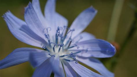 Desktop Wallpaper Close Up Blossom Pollen Blue Flower