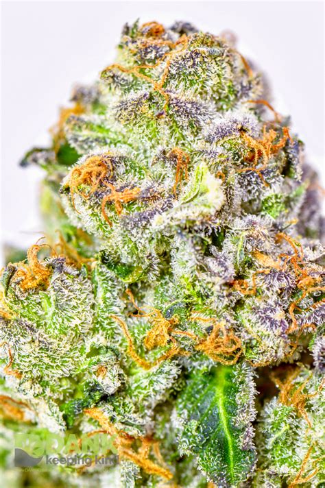You can also participate in general discussions on our site, make new friends, and have some fun! 303 OG - Cannabis Strain from DANK Dispensary Denver Colorado