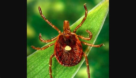 Cdc Warns Red Meat Allergy Caused By Ticks An Emerging Public Health