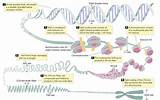 Dna Packaging