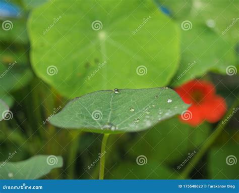 Round Drops Of Water On The Green Leaves Of Nasturtium Stock Image
