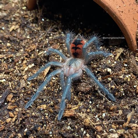 Pamphobeteus Sp ‘magna Arachnoboards