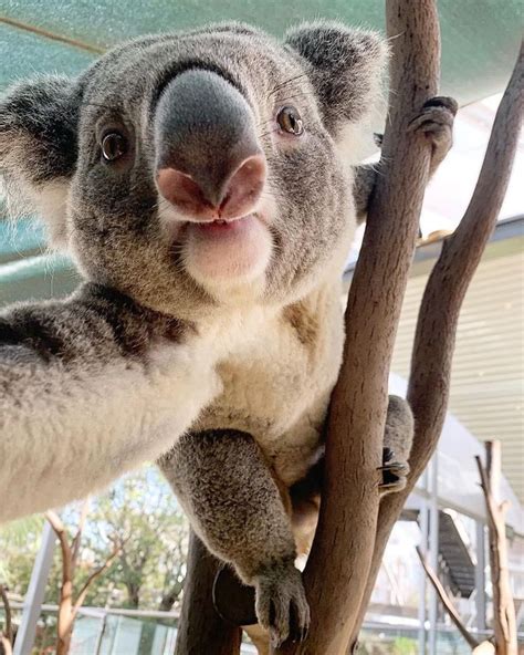 A Koala Sitting In A Tree With Its Mouth Open And Tongue Out Looking