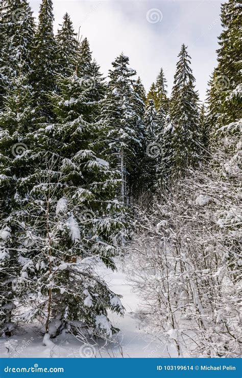 Snowy Spruce Trees In Forest Stock Photo Image Of Outdoor