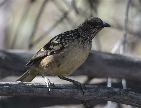 Richard Warings Birds Of Australia Native Gap Conservation Reserve Birds