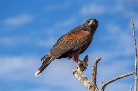 Harriss Hawk Sonoran Desert Arizona Photo Håvard Rosenlund