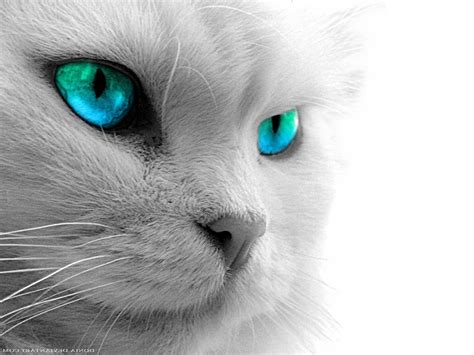 Cute White Cats With Blue Eyes