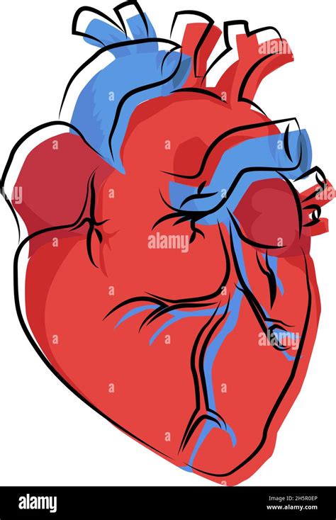 The Organ Care System Heart Cut Out Stock Images And Pictures Alamy