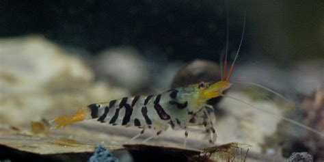 Многообразие аквариумных креветок Caridina serrata Tiger Shrimp Пикабу