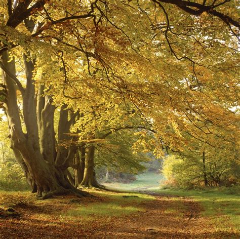 Britains Best Autumn Walks 21 Routes Through Colourful Woodlands