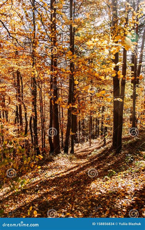 Vibrant Orange Autumn Forest Vertical Natural Background Stock Photo