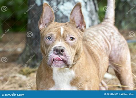 Red Female Pitbull Dog With Mange Flea Allergy Skin Condition Missing