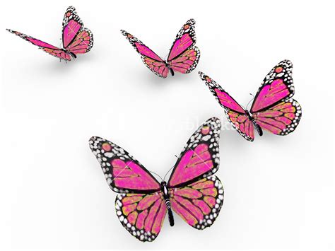 Pink Butterflies Royalty Free Stock Image Storyblocks