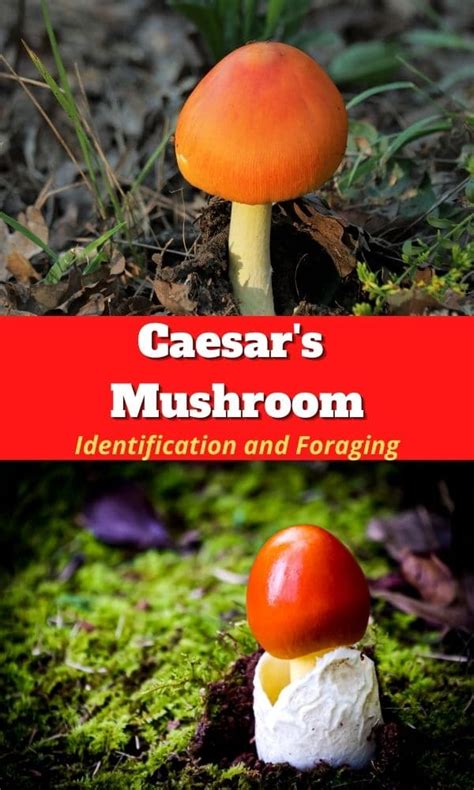 Amanita Caesarea The Edible Caesars Mushroom Mushroom Appreciation