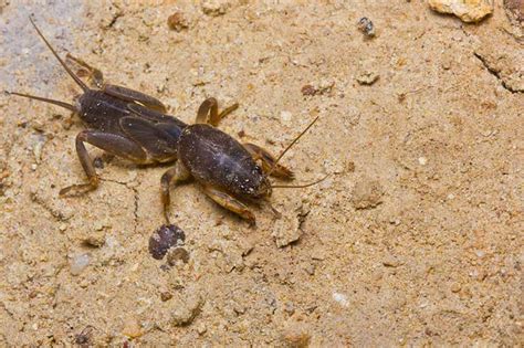 How To Kill Mole Crickets And Prevent Lawn Damage 2023