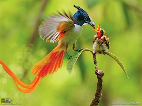 Wow Birds Paradise Wallpapers Birds Hd Photos Widescreen Desktop