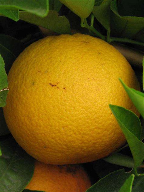 shamouti citrus id