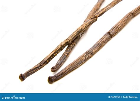 Whole Vanilla Bean Stock Image Image Of Flavour Extract 1673765