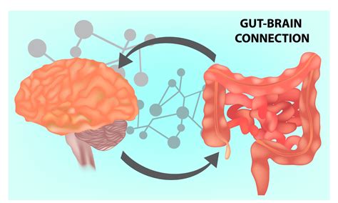 What Is The Gut Brain Connection Life First