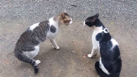Cats Fighting With Sound Exclusive Video Play With Full Sound Youtube