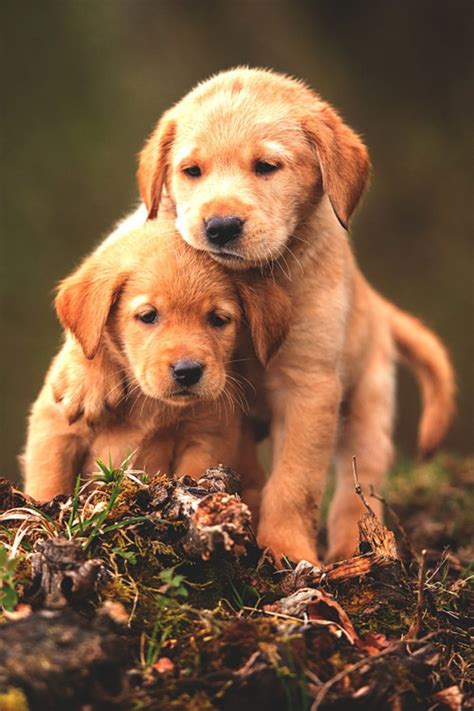 Puppies Wallpaper Kolpaper Awesome Free Hd Wallpapers
