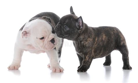 English And French Bulldog Puppies Stock Photo Image Of Indoors