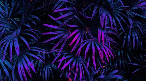 Glow Tropical Leaves Forest In Dark Background Hd Beautiful Wallpapers