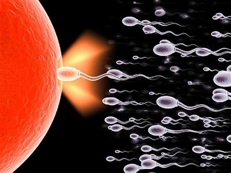 Half A Teaspoon Sperm 15 Crazy Things You Should Know Pictures