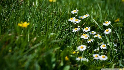 Grass And Flowers Wallpapers Top Free Grass And Flowers Backgrounds