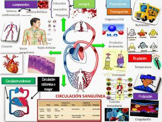 Blog De Fisiologia Susan Karely Lopez Oropeza Mapa Conceptual De