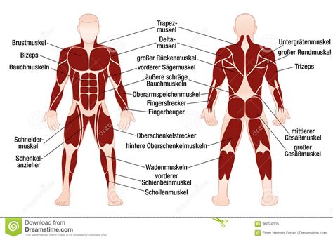 A muscle consists of fibers of muscle cells surrounded by protective tissue, bundled together many more fibers. Muscles German Names Chart Muscular Male Body Stock Vector - Illustration of masculine ...
