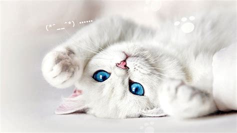 Aesthetic Cat Wallpapers Top Free Aesthetic Cat Backgrounds
