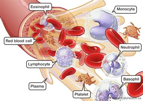 Bone Marrow And The Immune System