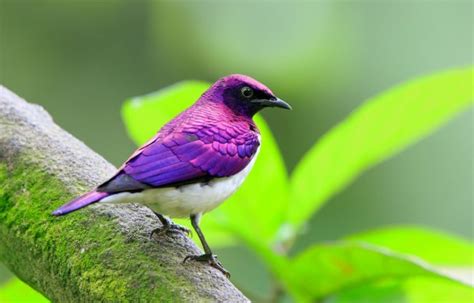 12 Beautiful Purple Colored Birds That You Didnt Know It Before