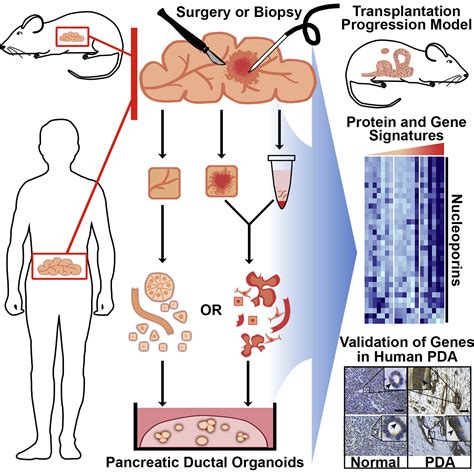 Organoid Models Of Human And Mouse Ductal Pancreatic Cancer Cell