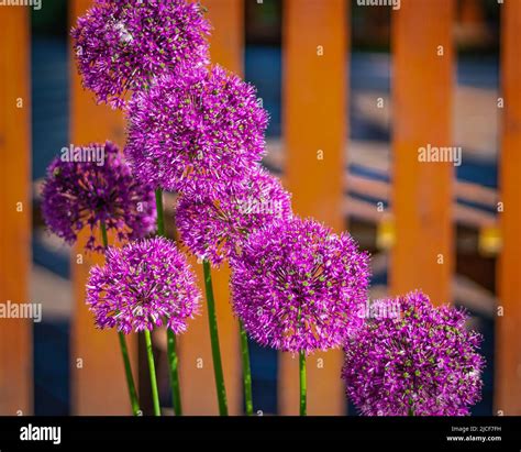 Beautiful Purple Flowers Allium Giganteum Cultivar Globemaster Giant