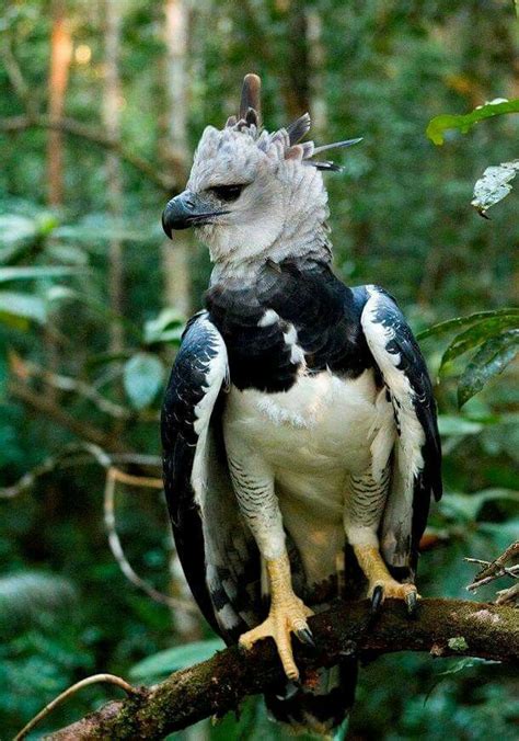 Harpy Eagle The Largest And Most Powerful Raptor Found In The