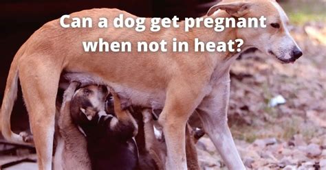 Can A Dog Get Pregnant When Not In Heat
