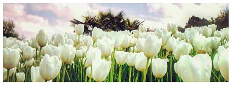 Spring Tulips Facebook Cover Tulips Flower