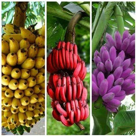 Bananas Pohon Buah Buah Taman Buah